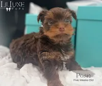Posie, a female Yorkshire Terrier for sale in Scottsdale, AZ – 4 of 9