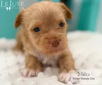 Milo, a male Yorkshire Terrier for sale in Scottsdale, AZ – 3 of 10