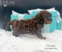 Posie, a female Yorkshire Terrier for sale in Scottsdale, AZ – 2 of 9