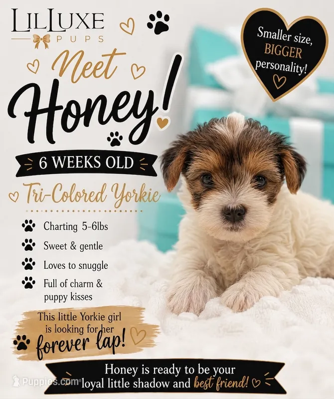 Honey  – Yorkshire Terrier puppy for sale in Scottsdale, AZ