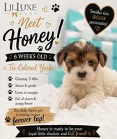 Honey , a female Yorkshire Terrier for sale in Scottsdale, AZ – 1 of 9