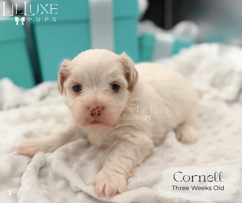 Cornell – Shorkie puppy for sale in Scottsdale, AZ