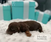 Mocha, a female Yorkshire Terrier for sale in Scottsdale, AZ – 9 of 10
