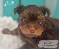 Posie, a female Yorkshire Terrier for sale in Scottsdale, AZ – 6 of 9