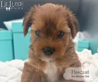 Biscuit, a male Yorkshire Terrier for sale in Scottsdale, AZ – 5 of 8