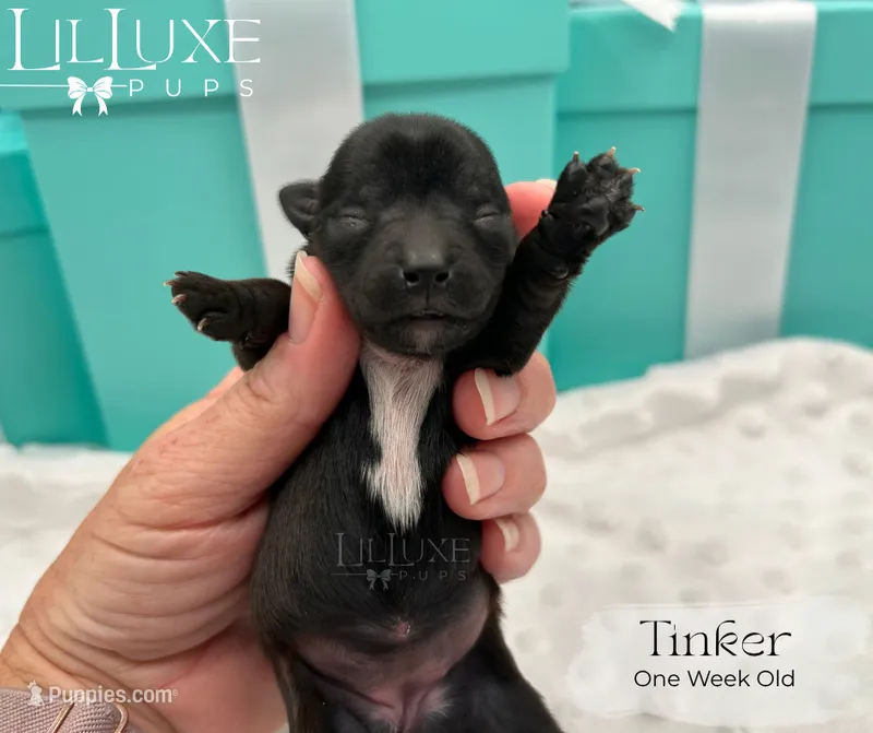 Tinker – Yorkshire Terrier puppy for sale in Scottsdale, AZ
