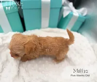 Millie, a female Yorkshire Terrier for sale in Scottsdale, AZ – 10 of 10