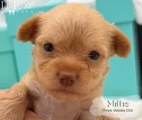 Millie, a female Yorkshire Terrier for sale in Scottsdale, AZ – 7 of 10