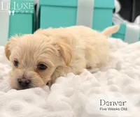 Denver, a male Morkie for sale in Scottsdale, AZ – 8 of 10