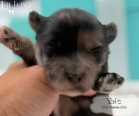 Yale, a male Shorkie for sale in Scottsdale, AZ – 10 of 10