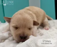 Penn, a male Shorkie for sale in Scottsdale, AZ – 5 of 10