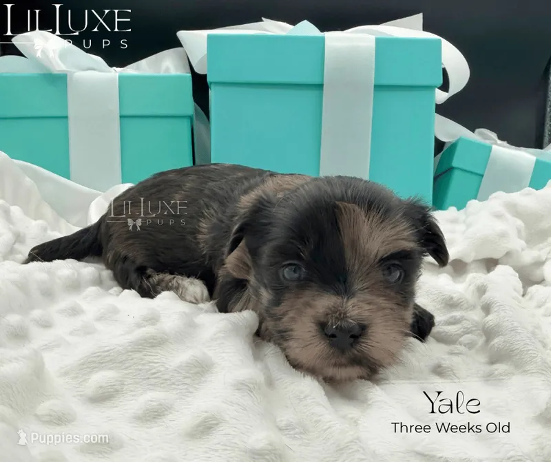 Yale – Shorkie puppy for sale in Scottsdale, AZ