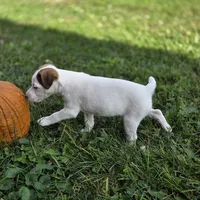 Cody, a male Jack Russell Terrier for sale in Milan, IL – 6 of 10