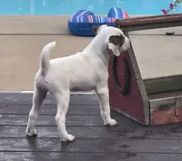 Wrigley, a male Parson Russell Terrier for sale in Milan, IL – 4 of 9