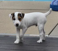 Wrigley, a male Parson Russell Terrier for sale in Milan, IL – 8 of 9