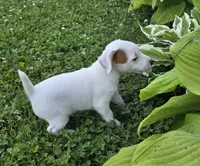 Cody, a male Parson Russell Terrier for sale in Milan, IL – 3 of 9