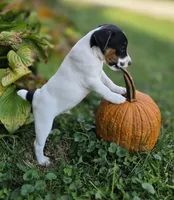 Luke, a male Jack Russell Terrier for sale in Milan, IL – 10 of 10