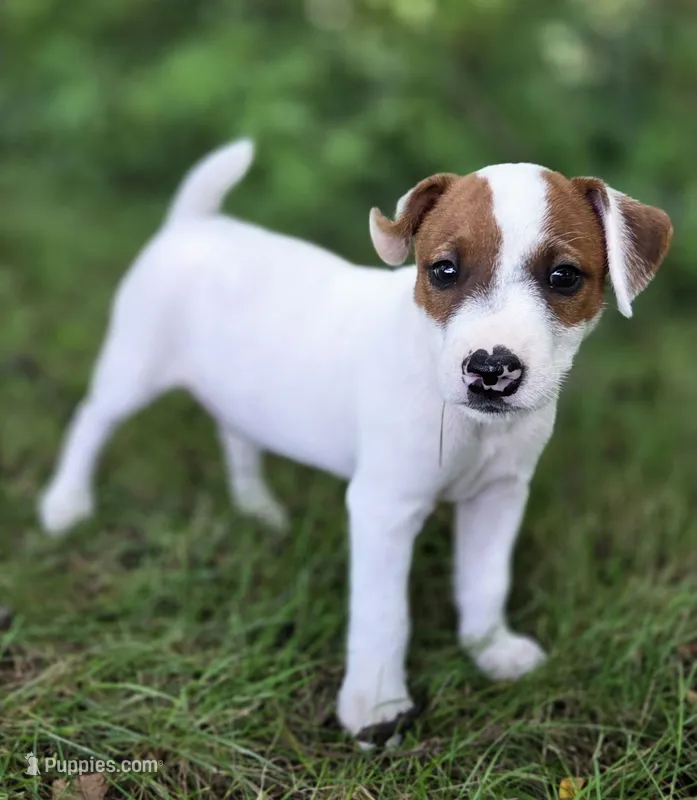 Schroeder – Jack Russell Terrier puppy for sale in Milan, IL