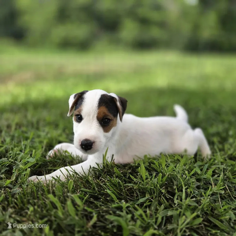 Wrigley – Jack Russell Terrier puppy for sale in Milan, IL