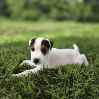 Wrigley, a male Jack Russell Terrier for sale in Milan, IL – 1 of 9