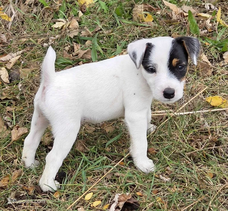 Cody – Jack Russell Terrier puppy for sale in Milan, IL