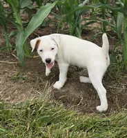 Cody, a male Parson Russell Terrier for sale in Milan, IL – 3 of 10