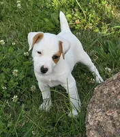 Wyatt , a male Jack Russell Terrier for sale in Milan, IL – 3 of 10