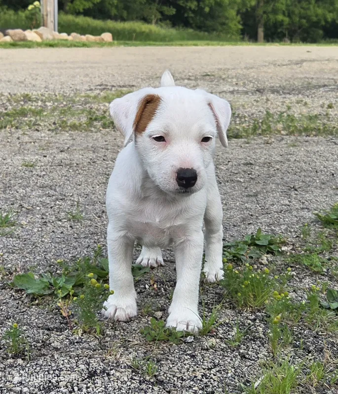 Cody – Jack Russell Terrier puppy for sale in Milan, IL