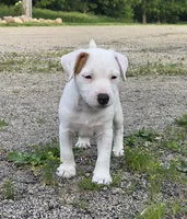 Cody, a male Jack Russell Terrier for sale in Milan, IL – 1 of 10