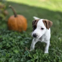 Cody, a male Jack Russell Terrier for sale in Milan, IL – 8 of 10