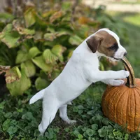 Cody, a male Jack Russell Terrier for sale in Milan, IL – 5 of 10