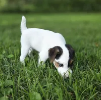 Harry, a male Jack Russell Terrier for sale in Milan, IL – 7 of 10