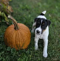 Luke, a male Jack Russell Terrier for sale in Milan, IL – 5 of 10
