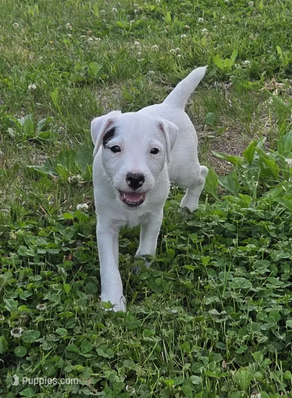 Hunter – Jack Russell Terrier puppy for sale in Milan, IL