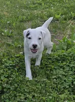Hunter, a male Jack Russell Terrier for sale in Milan, IL – 8 of 10