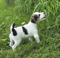 Murphy, a male Jack Russell Terrier for sale in Milan, IL – 1 of 9