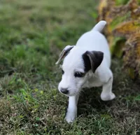 Riley, a male Jack Russell Terrier for sale in Milan, IL – 9 of 10