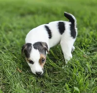 Murphy, a male Jack Russell Terrier for sale in Milan, IL – 8 of 9