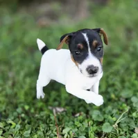 Luke, a male Jack Russell Terrier for sale in Milan, IL – 4 of 10