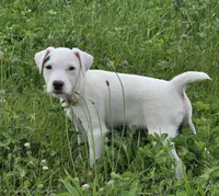 Winston , a male Parson Russell Terrier for sale in Milan, IL – 5 of 10
