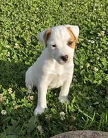 Wyatt , a male Jack Russell Terrier for sale in Milan, IL – 5 of 10
