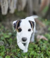 Riley, a male Jack Russell Terrier for sale in Milan, IL – 5 of 10