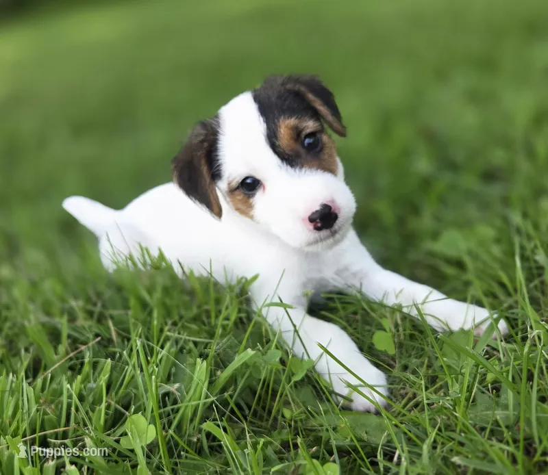 Harry – Jack Russell Terrier puppy for sale in Milan, IL