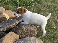 Cash, a male Jack Russell Terrier for sale in Milan, IL – 7 of 10