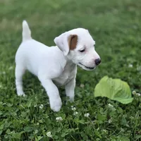 Cody, a male Jack Russell Terrier for sale in Milan, IL – 4 of 10