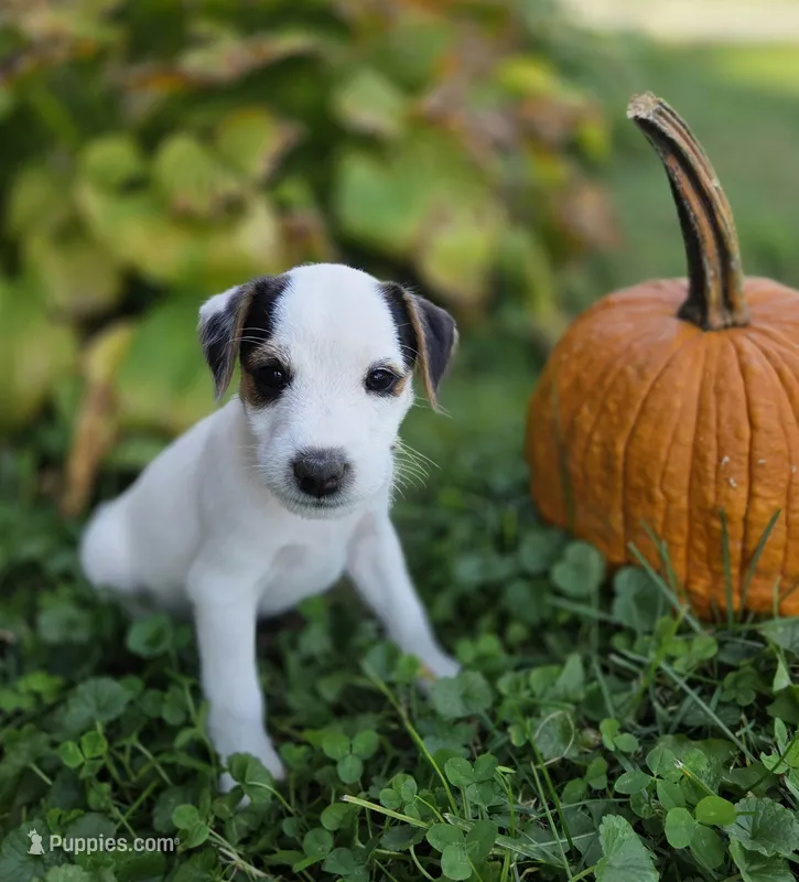 Riley – Jack Russell Terrier puppy for sale in Milan, IL
