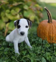 Riley, a male Jack Russell Terrier for sale in Milan, IL – 1 of 10