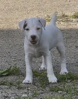 Hunter, a male Jack Russell Terrier for sale in Milan, IL – 5 of 10