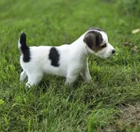 Murphy, a male Jack Russell Terrier for sale in Milan, IL – 9 of 9