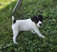 Luke, a male Jack Russell Terrier for sale in Milan, IL – 8 of 10